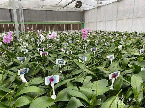 融合發(fā)展看江蘇 臺胞臺青留在江蘇，成為兩岸文化交流的使者