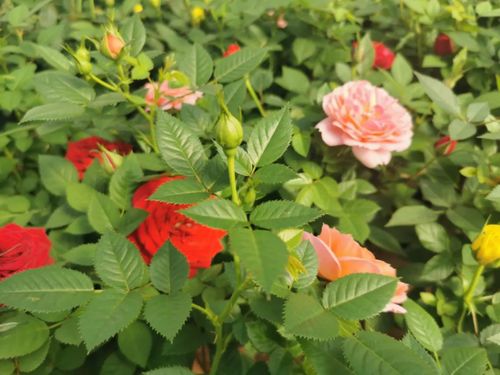 天喜花卉 遠(yuǎn)銷10多國，鄉(xiāng)村振興示范樣板的苗木力量