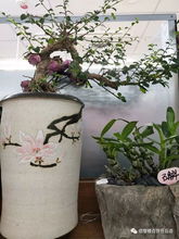 任丘信譽(yù)樓花卉好商品推薦