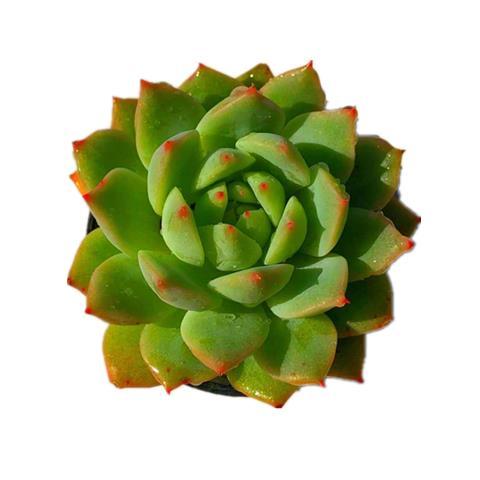 多肉植物組合盆栽的魅力 從紅寶石到桃蛋的室內(nèi)綠意