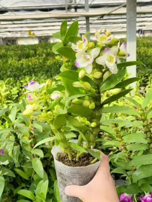 花香花期長的石斛蘭品種 精品欣賞與養(yǎng)護(hù)指南