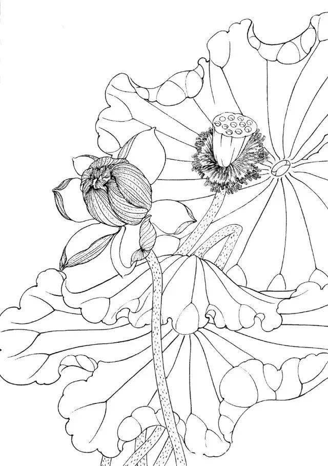 工筆線描花卉畫(huà)譜——荷花白描與蔬菜意象的交融