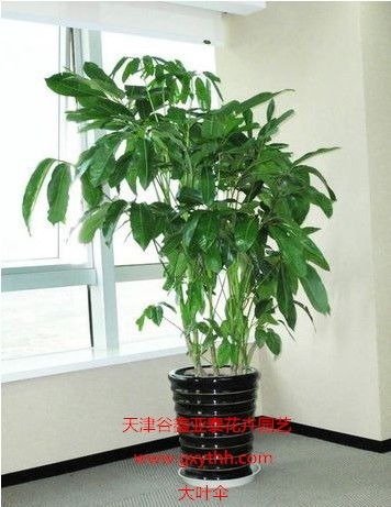 天津綠植花卉產(chǎn)業(yè)新貌 銷售、租賃與養(yǎng)護(hù)一站式服務(wù)探析