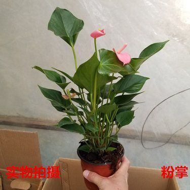 適合家里養(yǎng)的18種花卉與蔬菜